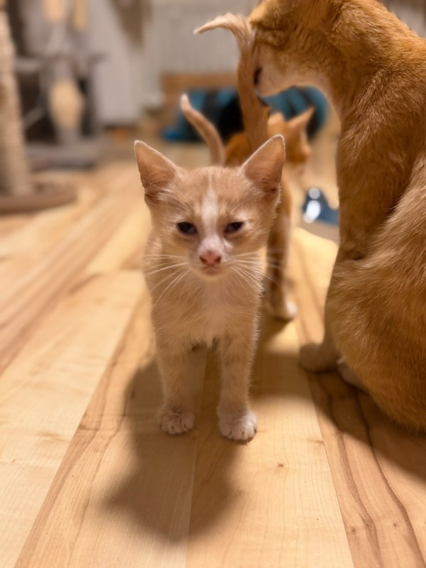 SEMMEL is eagerly waiting for a home - your new loyal friend from the shelter