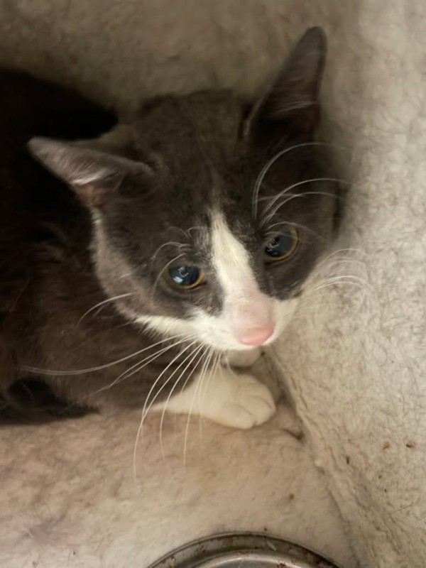 SILVESTER is eagerly waiting for a home - your new loyal friend from the shelter
