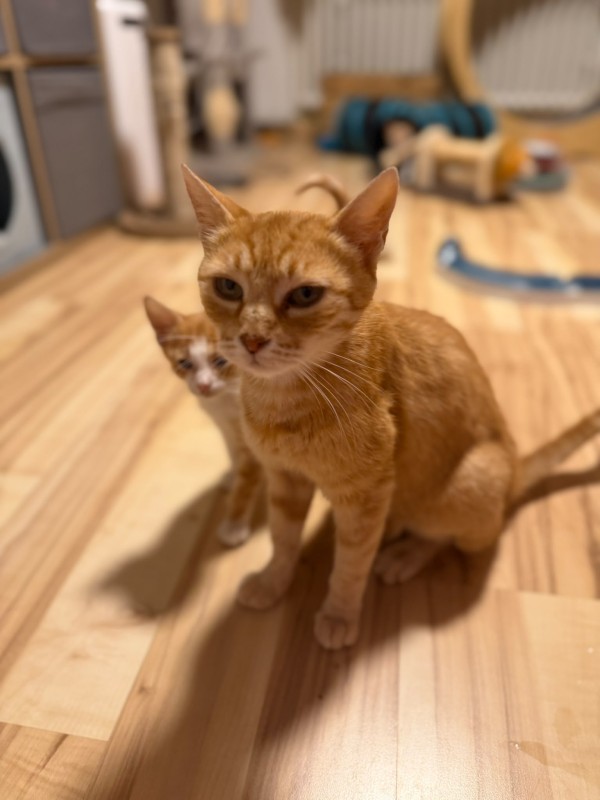 SHIVA is eagerly waiting for a home - your new loyal friend from the shelter