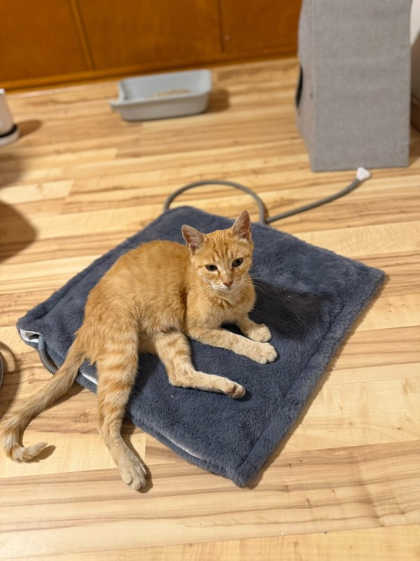 SHIVA is eagerly waiting for a home - your new loyal friend from the shelter