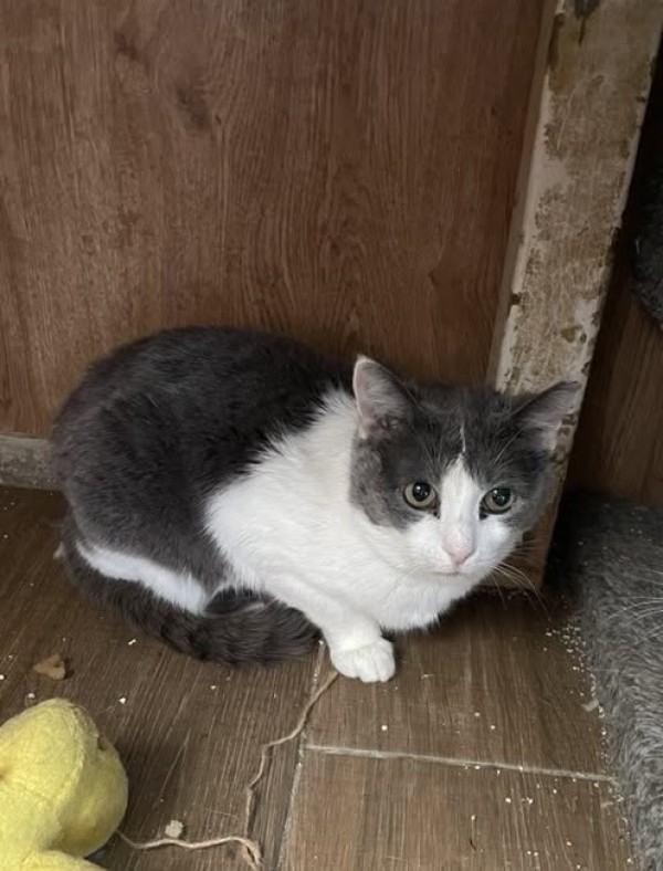 SIMA is eagerly waiting for a home - your new loyal friend from the shelter