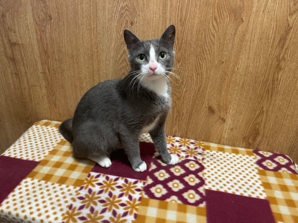 SILVIA is eagerly waiting for a home - your new loyal friend from the shelter