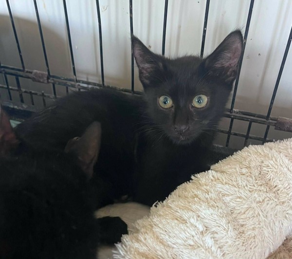 BERLIOZ is eagerly waiting for a home - your new loyal friend from the shelter