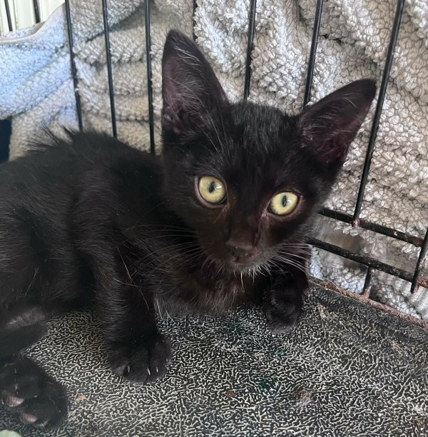 EDGAR is eagerly waiting for a home - your new loyal friend from the shelter