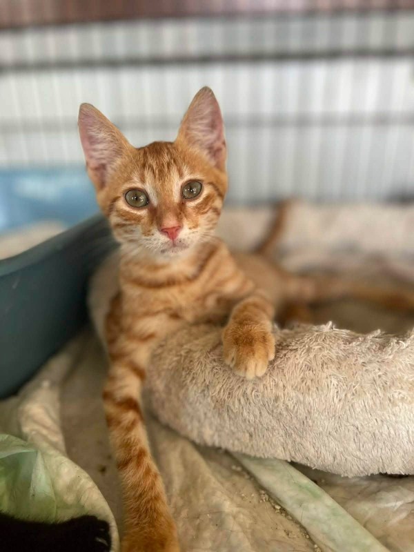 TOULOUSE is eagerly waiting for a home - your new loyal friend from the shelter