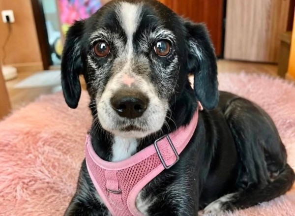 VAYA is eagerly waiting for a home - your new loyal friend from the shelter