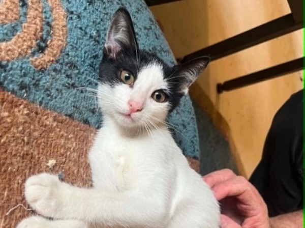 RAYA is eagerly waiting for a home - your new loyal friend from the shelter