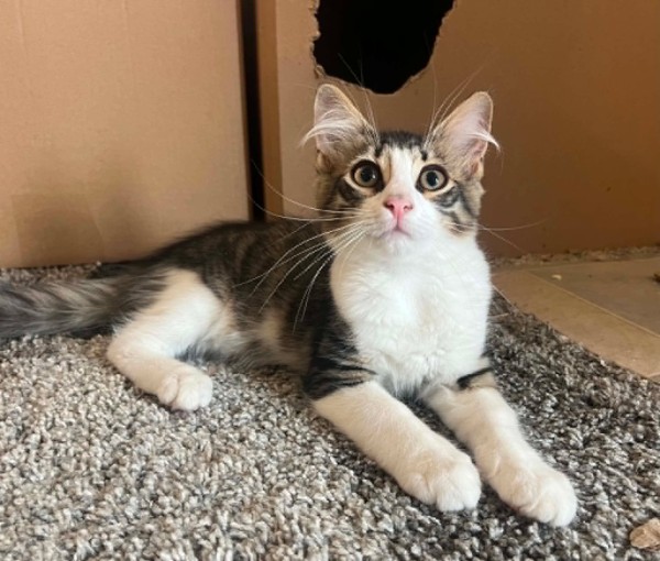 RINGO is eagerly waiting for a home - your new loyal friend from the shelter