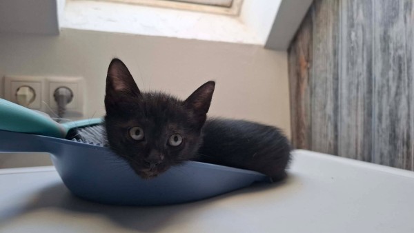 SIFU SOCKE is eagerly waiting for a home - your new loyal friend from the shelter
