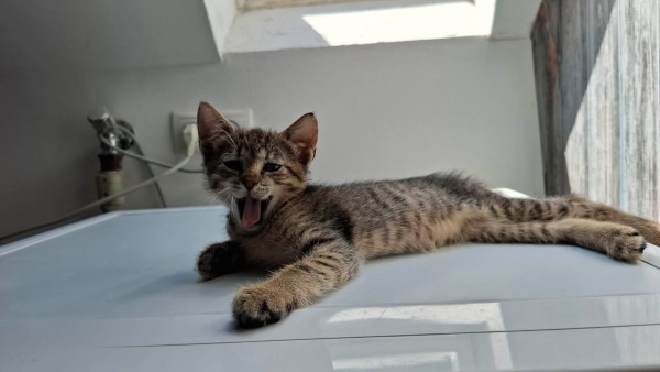 SIJE is eagerly waiting for a home - your new loyal friend from the shelter