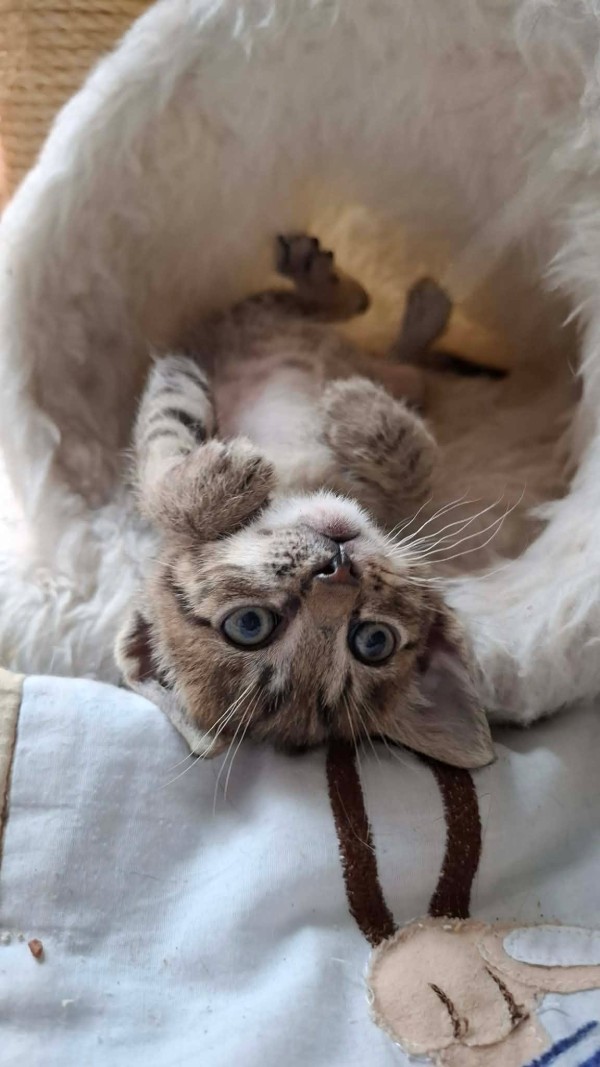 SIHING is eagerly waiting for a home - your new loyal friend from the shelter