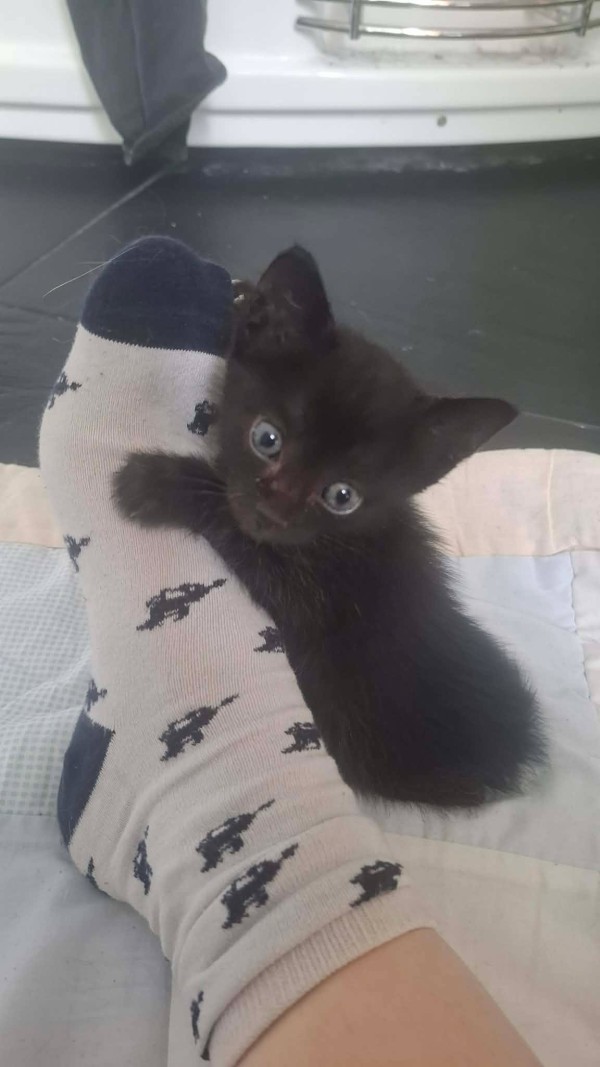SAMANTHA is eagerly waiting for a home - your new loyal friend from the shelter