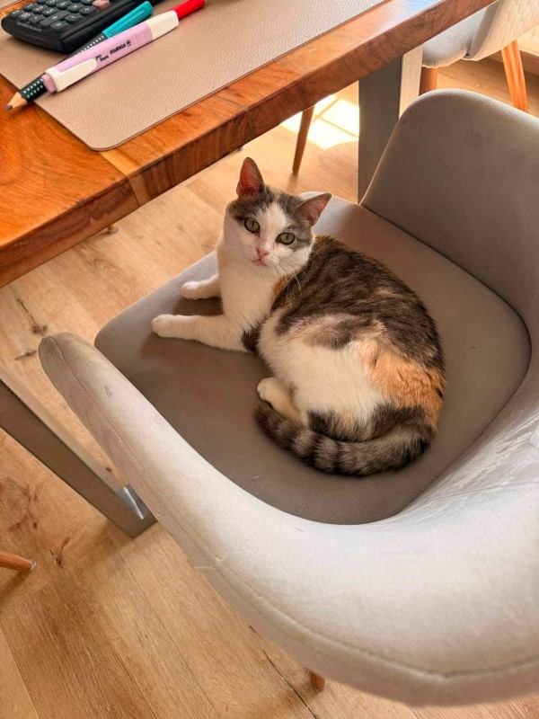 TESSA is eagerly waiting for a home - your new loyal friend from the shelter