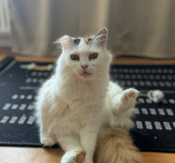 ANIKA is eagerly waiting for a home - your new loyal friend from the shelter