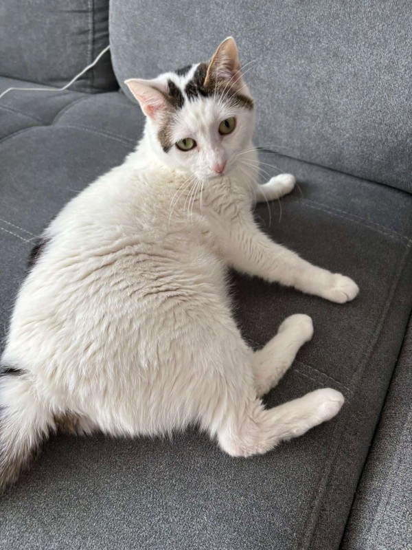 BAIRA is eagerly waiting for a home - your new loyal friend from the shelter