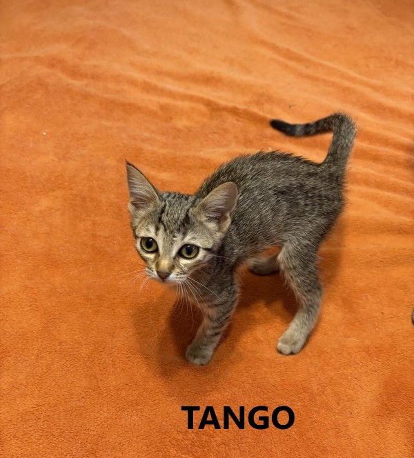 TANGO is eagerly waiting for a home - your new loyal friend from the shelter