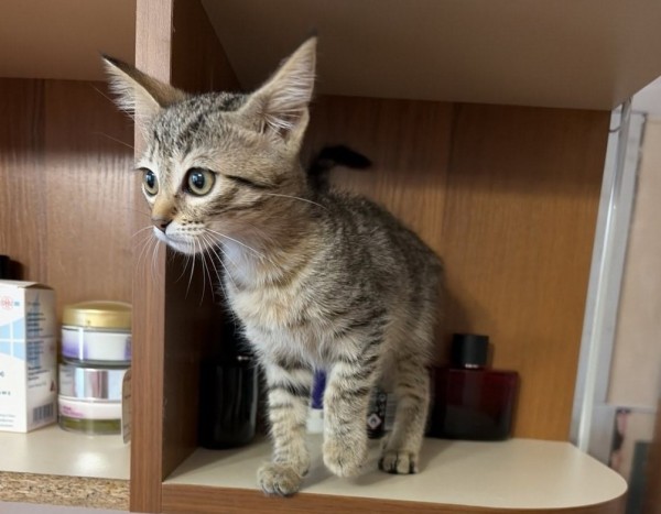 TAMARA is eagerly waiting for a home - your new loyal friend from the shelter