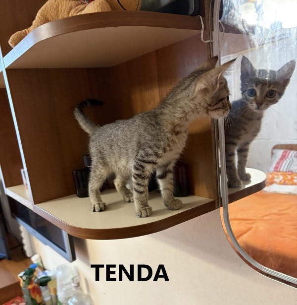 TENDA is eagerly waiting for a home - your new loyal friend from the shelter