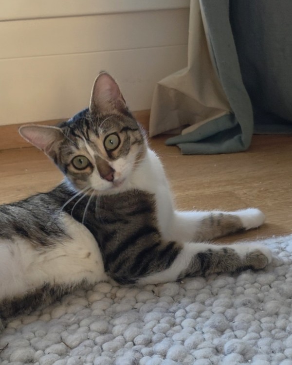 NOUGAT is eagerly waiting for a home - your new loyal friend from the shelter