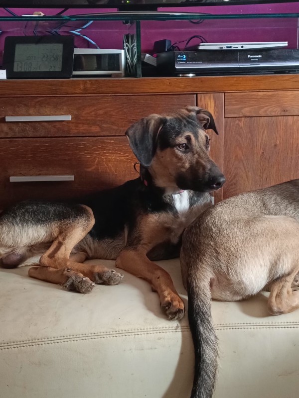 ROY is eagerly waiting for a home - your new loyal friend from the shelter