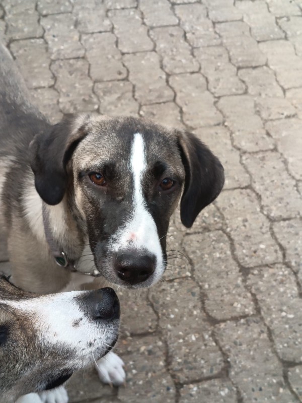 RANDY is eagerly waiting for a home - your new loyal friend from the shelter