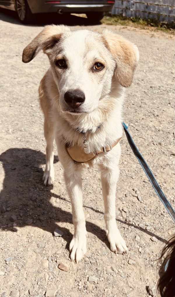 CLEO is eagerly waiting for a home - your new loyal friend from the shelter