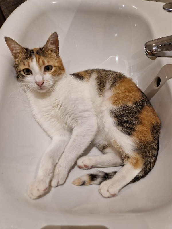 HEIDI is eagerly waiting for a home - your new loyal friend from the shelter