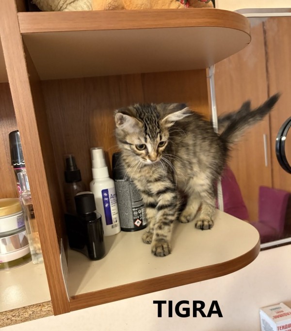TIGRA is eagerly waiting for a home - your new loyal friend from the shelter