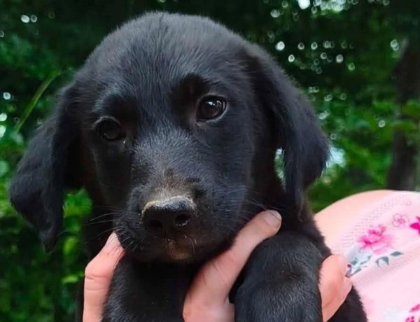 RIA is eagerly waiting for a home - your new loyal friend from the shelter