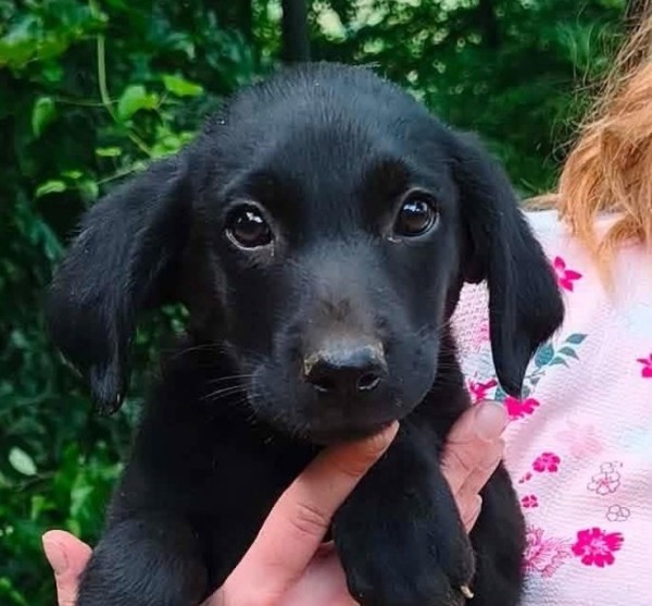 REYA is eagerly waiting for a home - your new loyal friend from the shelter