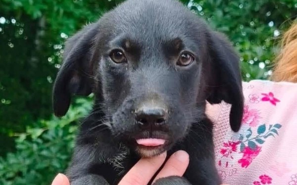 RAIDER is eagerly waiting for a home - your new loyal friend from the shelter