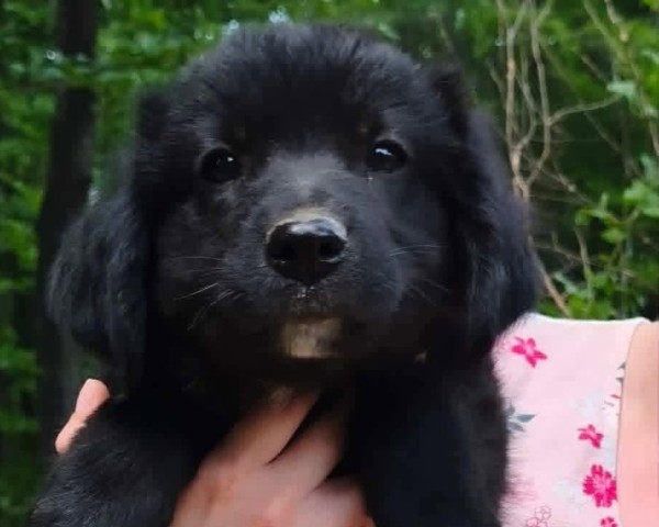 RALDO is eagerly waiting for a home - your new loyal friend from the shelter