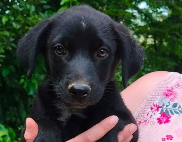 RAIN is eagerly waiting for a home - your new loyal friend from the shelter