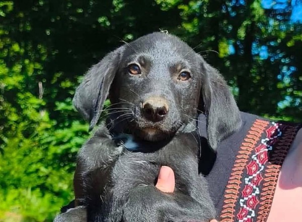 RAFFEL is eagerly waiting for a home - your new loyal friend from the shelter