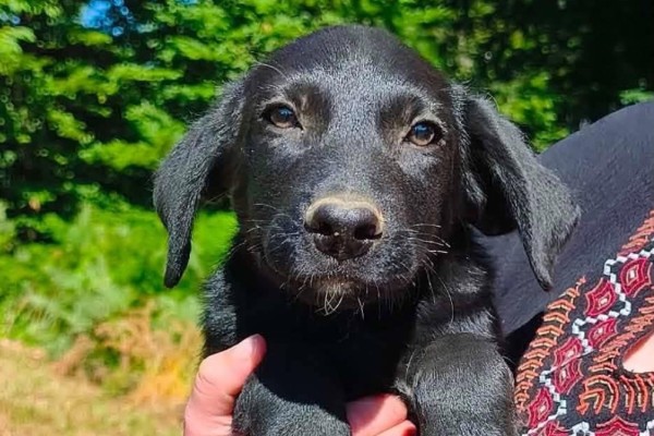 RAVEN is eagerly waiting for a home - your new loyal friend from the shelter