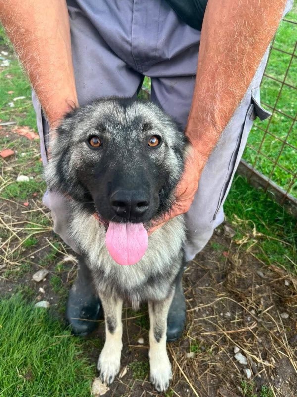 MADONNA is eagerly waiting for a home - your new loyal friend from the shelter