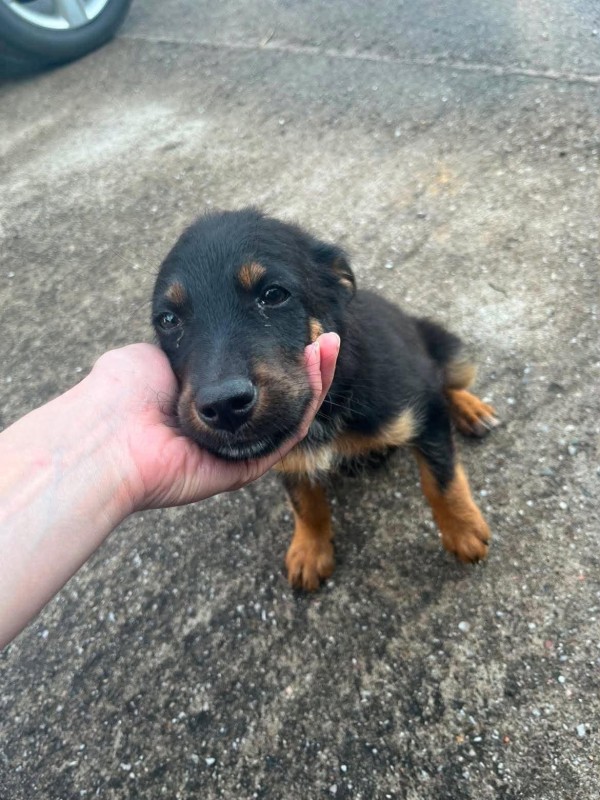 MAIK is eagerly waiting for a home - your new loyal friend from the shelter