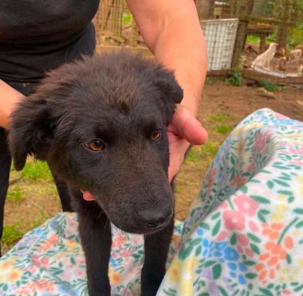 GHANA is eagerly waiting for a home - your new loyal friend from the shelter