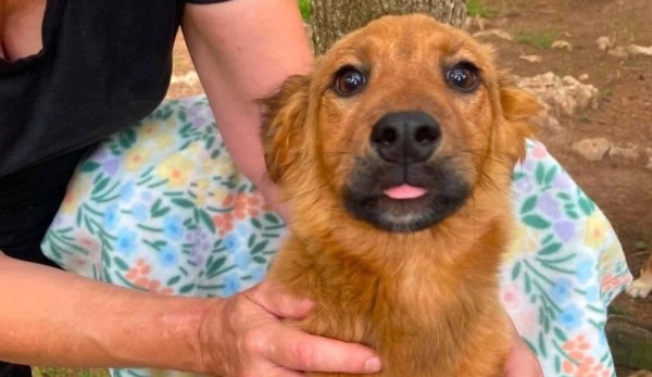 GILLY is eagerly waiting for a home - your new loyal friend from the shelter