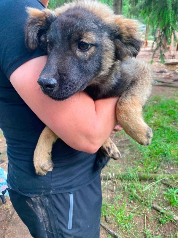 GERA is eagerly waiting for a home - your new loyal friend from the shelter