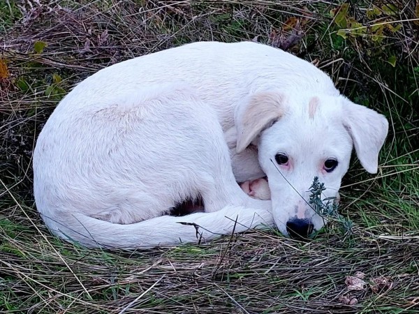 BELLA is eagerly waiting for a home - your new loyal friend from the shelter
