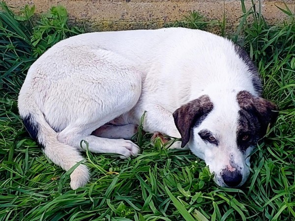BRUNO is eagerly waiting for a home - your new loyal friend from the shelter