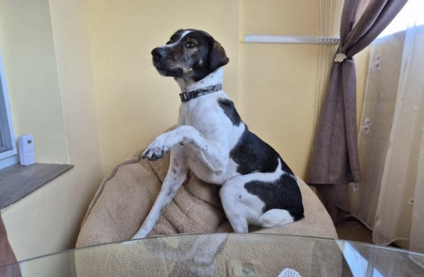 VILLI is eagerly waiting for a home - your new loyal friend from the shelter
