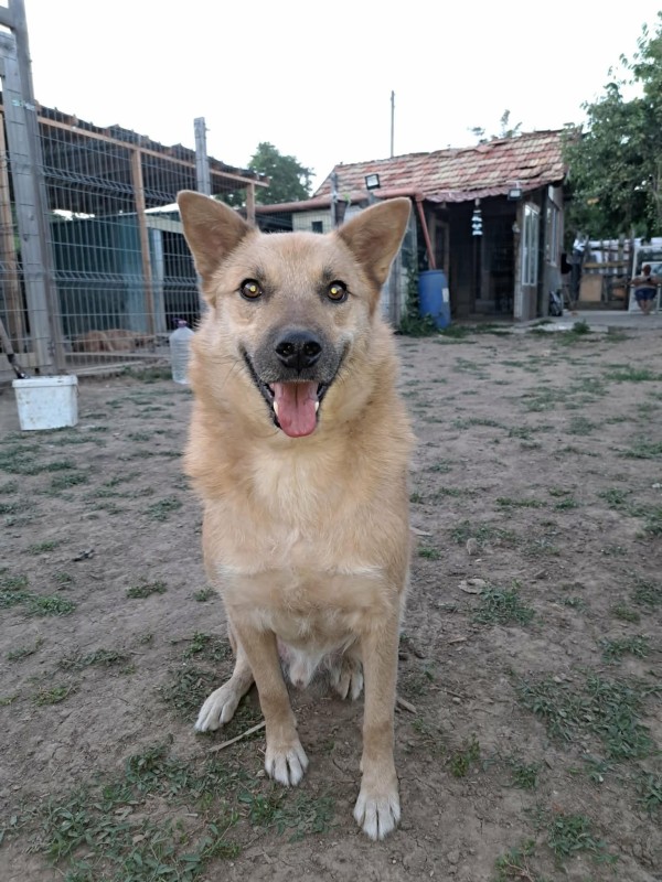 RIKO is eagerly waiting for a home - your new loyal friend from the shelter