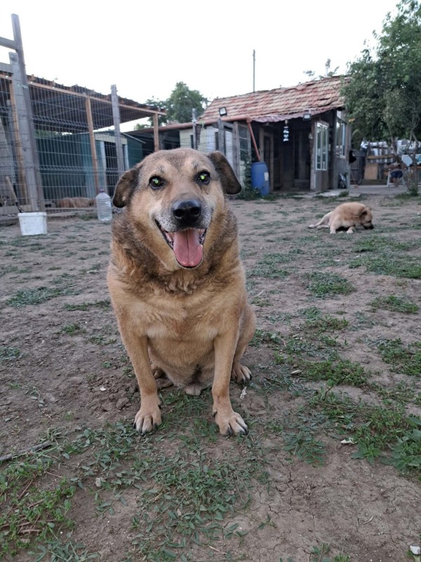 STEFAN is eagerly waiting for a home - your new loyal friend from the shelter