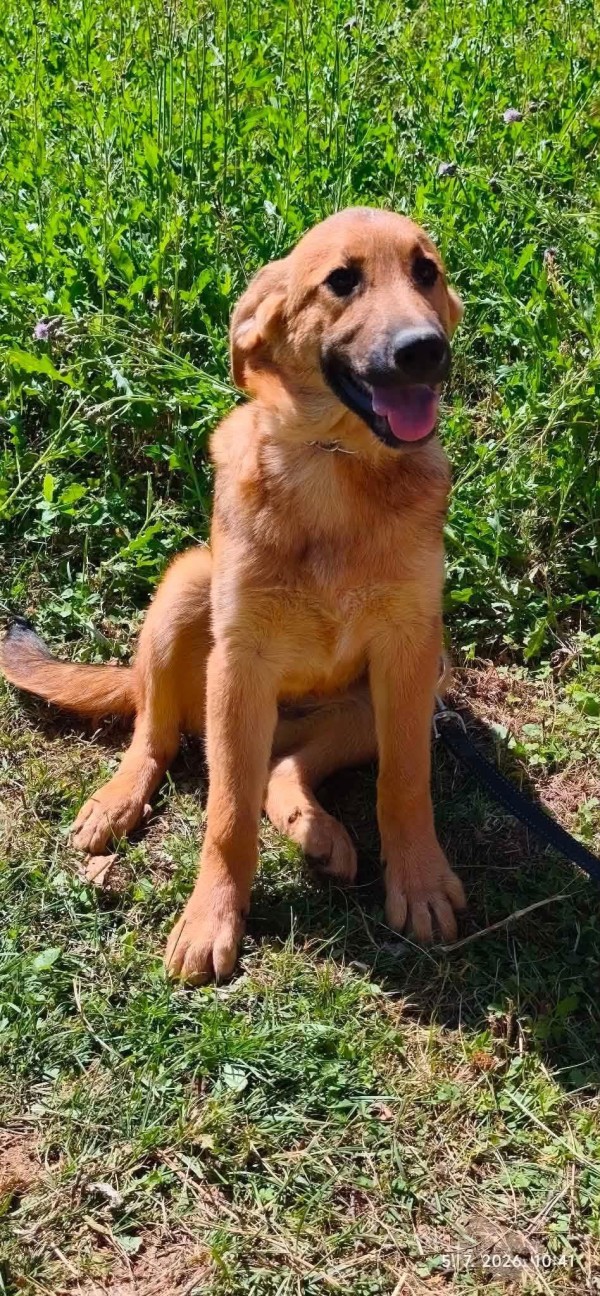 DIVA is eagerly waiting for a home - your new loyal friend from the shelter
