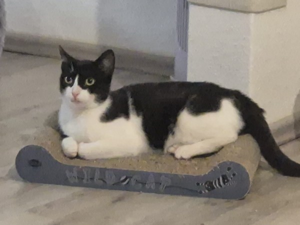 NANA is eagerly waiting for a home - your new loyal friend from the shelter