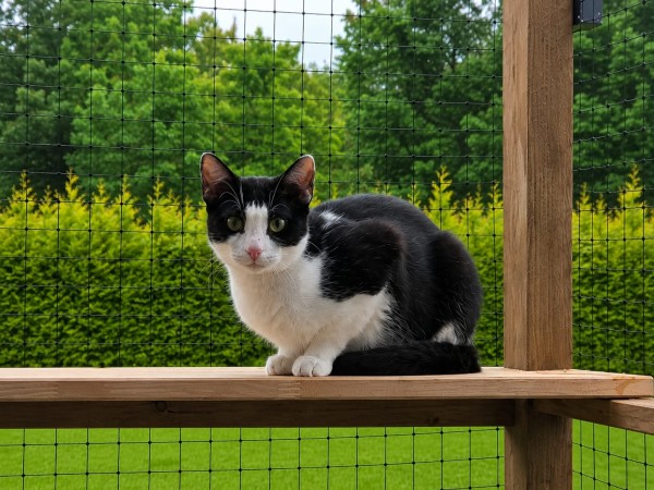 NICOLE is eagerly waiting for a home - your new loyal friend from the shelter