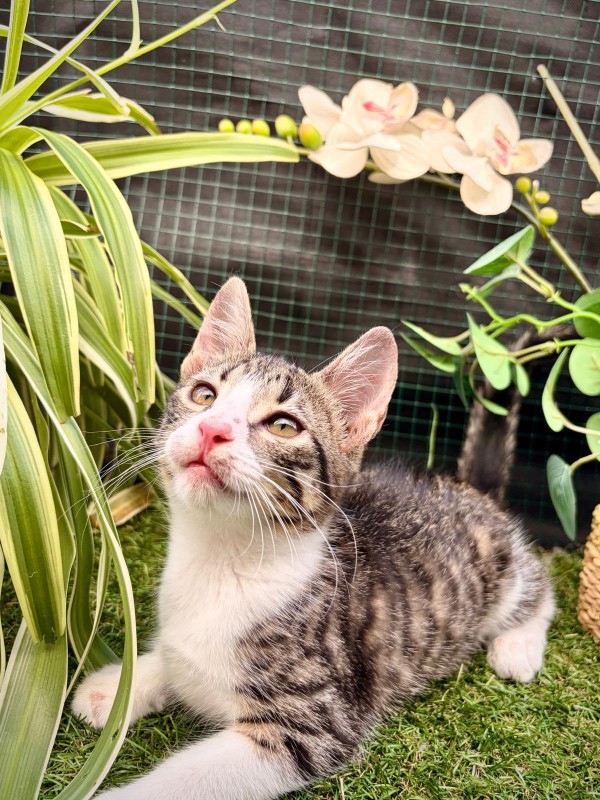 MAXINE is eagerly waiting for a home - your new loyal friend from the shelter