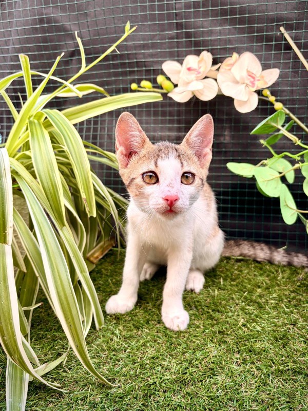 MELISA is eagerly waiting for a home - your new loyal friend from the shelter